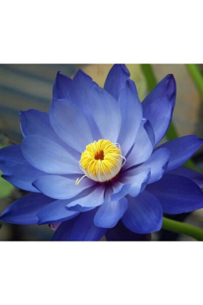 Serdar Çam Tohumculuk Tohum