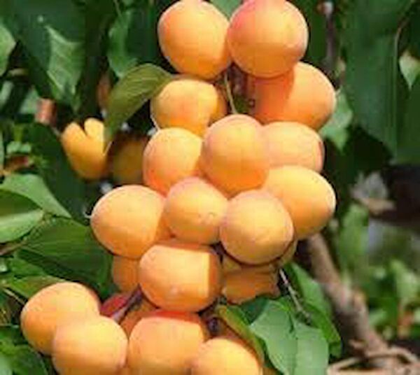 Bahçe Marketi Fidan