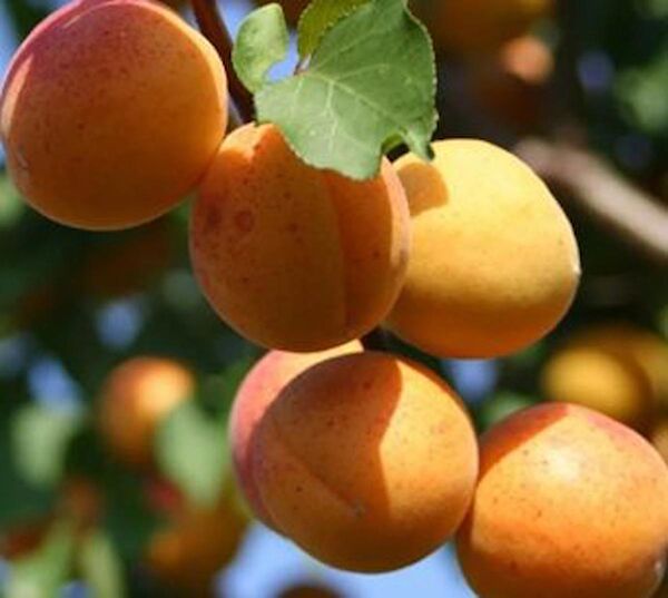 Bahçe Marketi Fidan