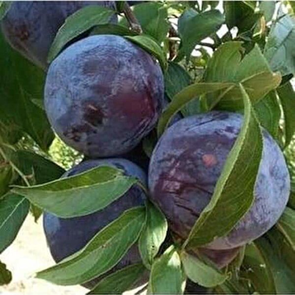 Bahçe Marketi Fidan