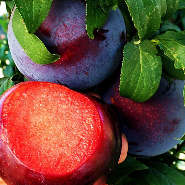 Bahçe Marketi Fidan