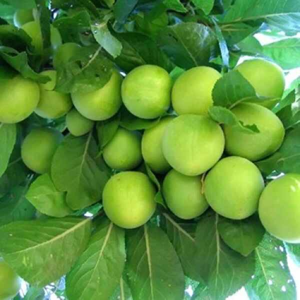 Bahçe Marketi Fidan