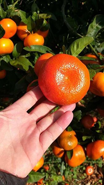 Bahçe Marketi Fidan