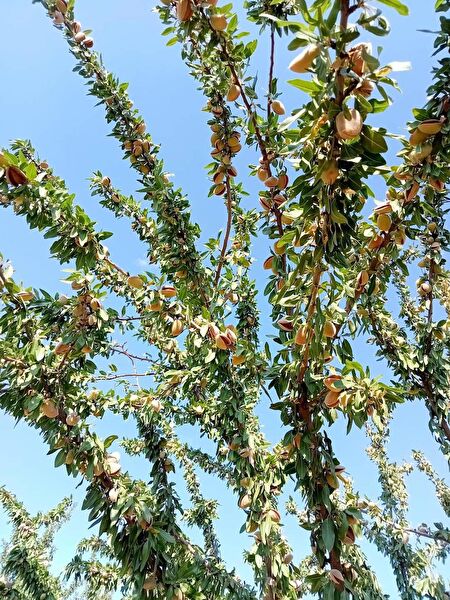 Bahçe Marketi Fidan