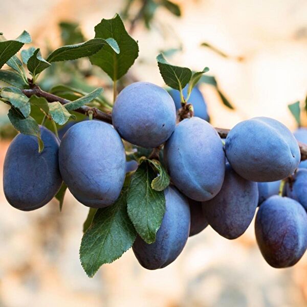 Bahçe Marketi Fidan