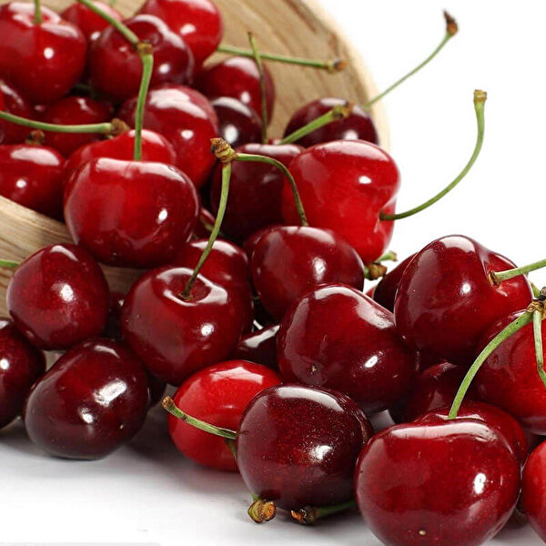 Bahçe Marketi Fidan