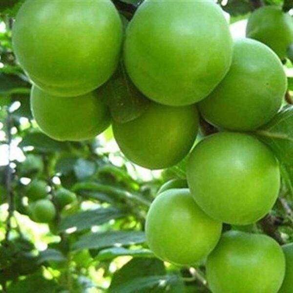 Bahçe Marketi Fidan