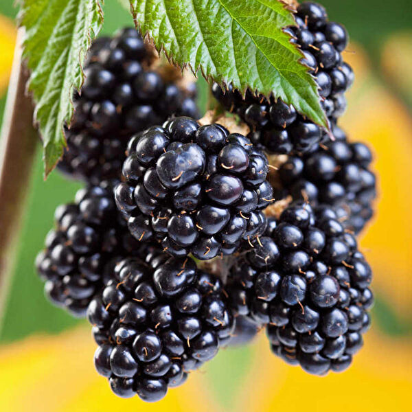 Bahçe Marketi Fidan