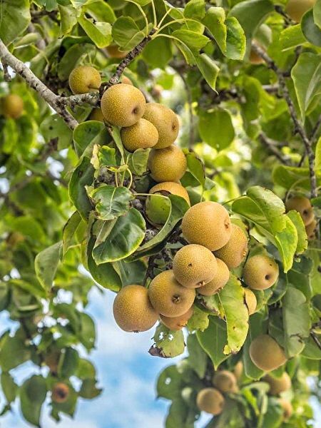 Bahçe Marketi Fidan