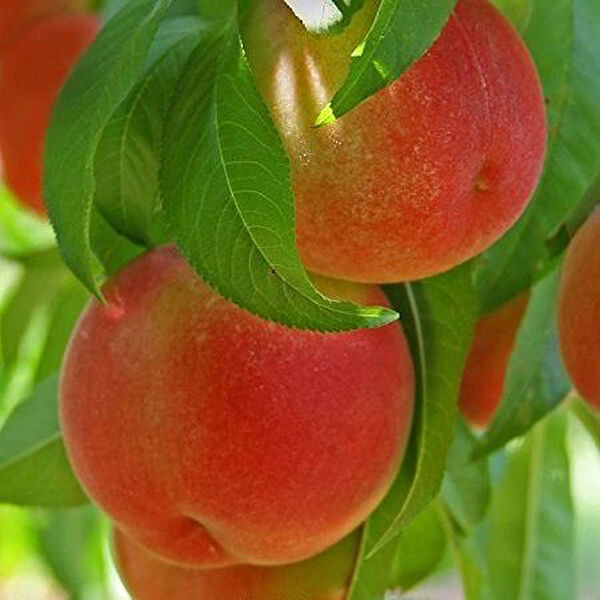 Berke Fidancılık Fidan