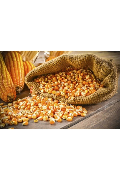 Serdar Çam Tohumculuk Tohum