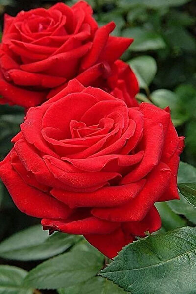 Serdar Çam Tohumculuk Tohum