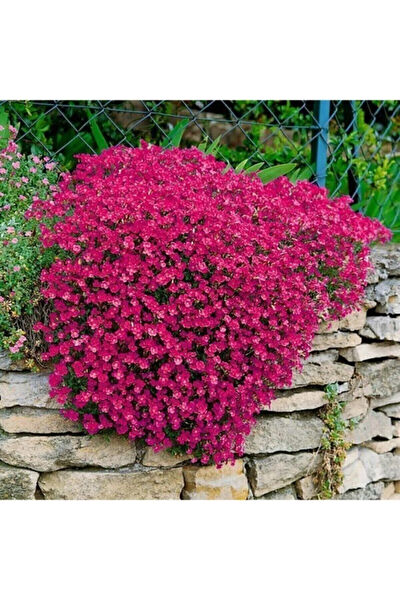 Serdar Çam Tohumculuk Tohum