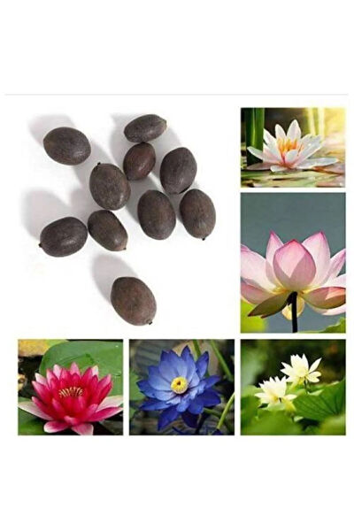 Serdar Çam Tohumculuk Tohum