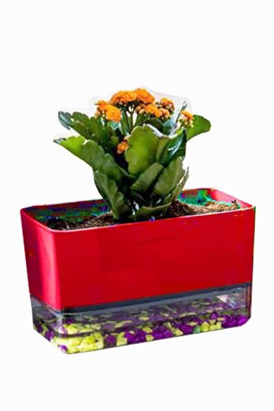 Fırsat Oyuncak Pusula