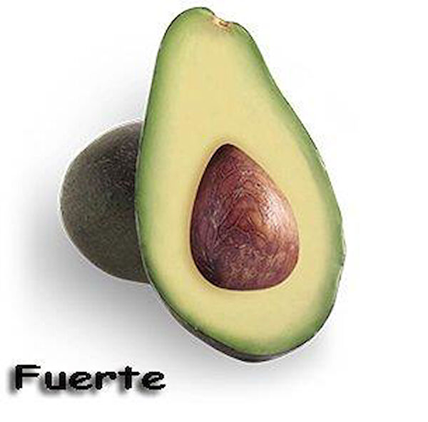 Berke Fidancılık Fidan