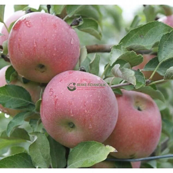 Berke Fidancılık Fidan