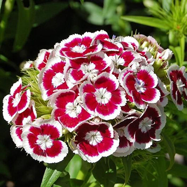 Tnc Garden Groups Fidan