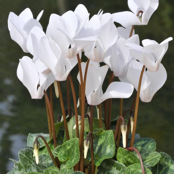 Tnc Garden Groups Fidan