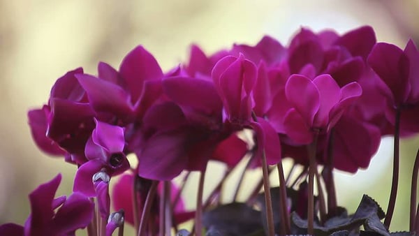 Tnc Garden Groups Fidan
