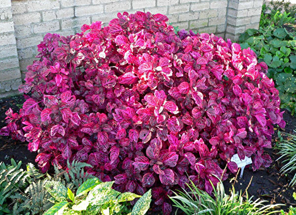 Tnc Garden Groups Fidan