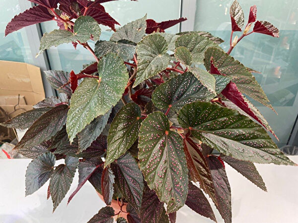 Tnc Garden Groups İç Mekan Bitkileri