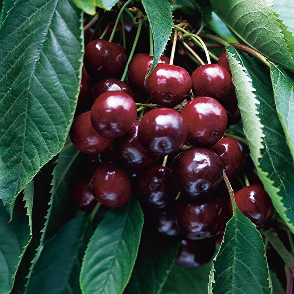 Tnc Garden Groups Fidan