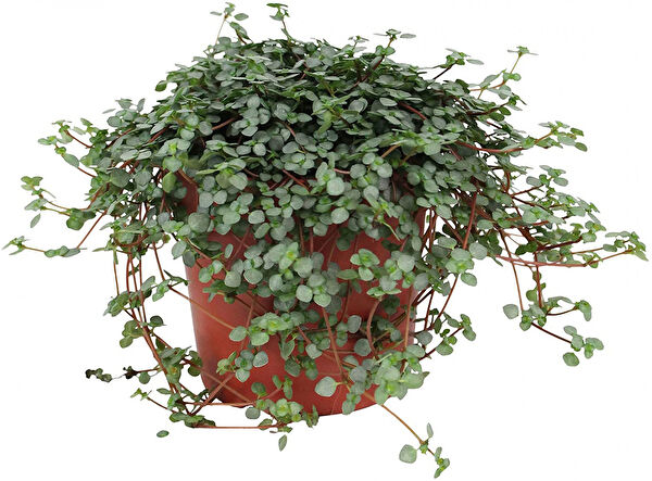 Tnc Garden Groups İç Mekan Bitkileri