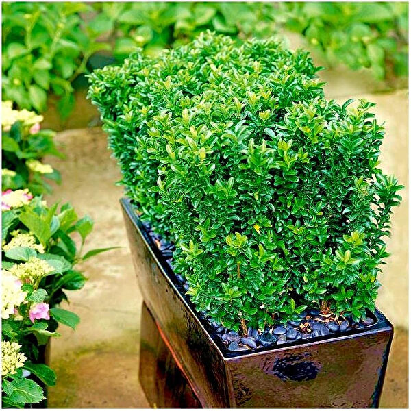 Tnc Garden Groups Fidan