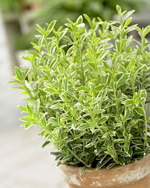 Tnc Garden Groups Fidan