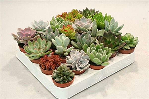 Tnc Garden Groups Sukulent
