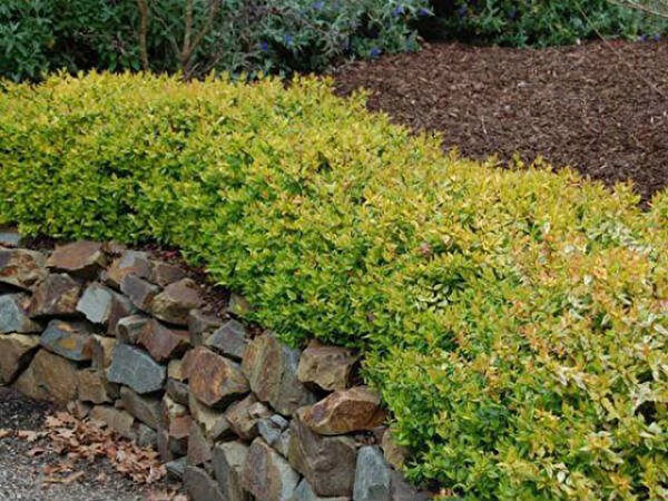 Tnc Garden Groups Fidan