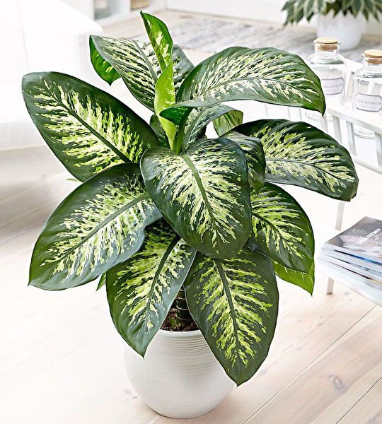 Tnc Garden Groups İç Mekan Bitkileri