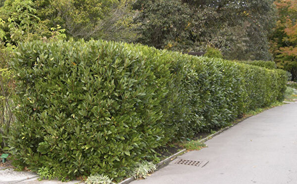 Tnc Garden Groups Fidan