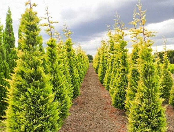 Tnc Garden Groups Fidan