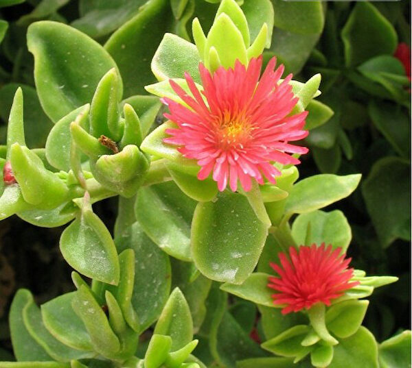 Tnc Garden Groups Fidan