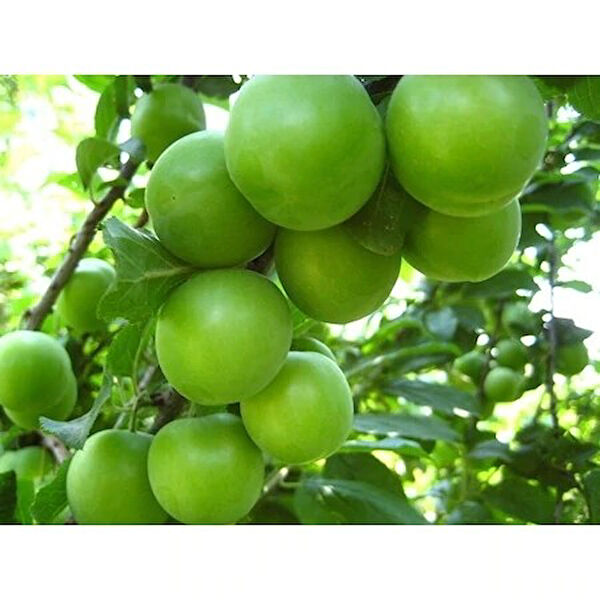 Tnc Garden Groups Fidan