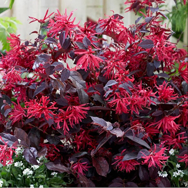 Tnc Garden Groups Fidan