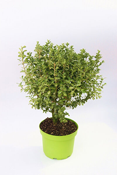 Tnc Garden Groups Fidan