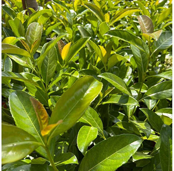 Tnc Garden Groups İç Mekan Bitkileri