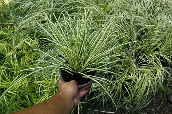 Tnc Garden Groups Fidan