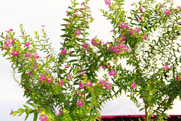 Tnc Garden Groups Fidan