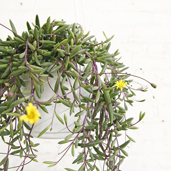 Tnc Garden Groups İç Mekan Bitkileri