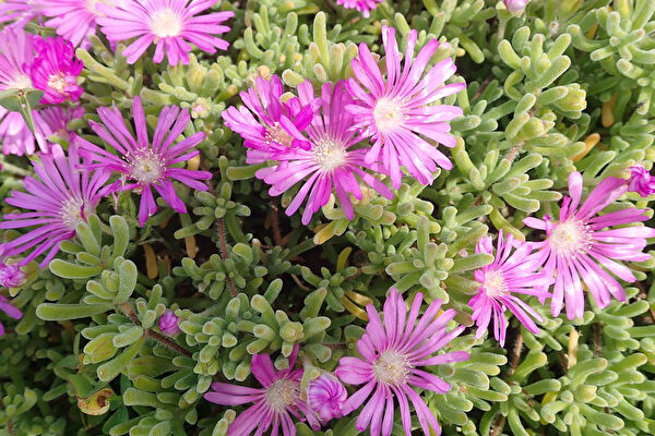 Tnc Garden Groups Fidan