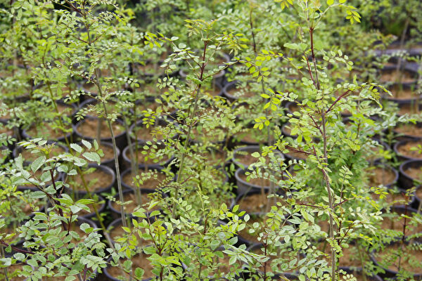 Tnc Garden Groups Fidan