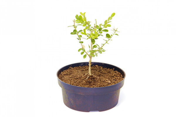 Tnc Garden Groups İç Mekan Bitkileri