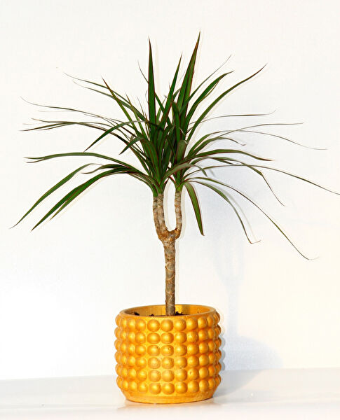 Tnc Garden Groups İç Mekan Bitkileri