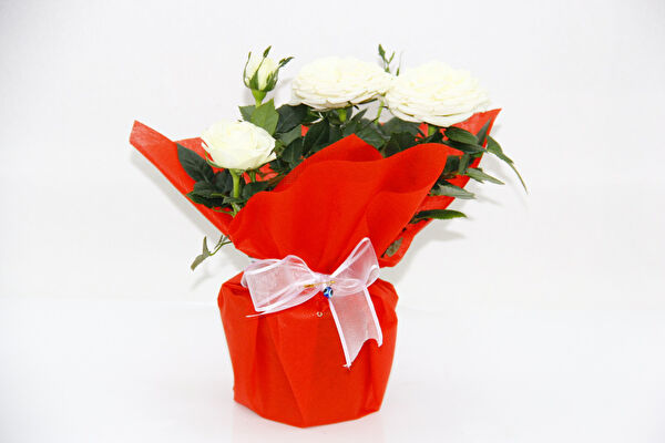 Tnc Garden Groups İç Mekan Bitkileri