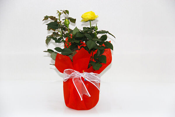 Tnc Garden Groups İç Mekan Bitkileri