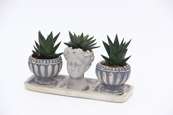 Tnc Garden Groups İç Mekan Bitkileri